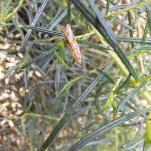 Hellula hydralis at Watson, ACT - 6 Mar 2024