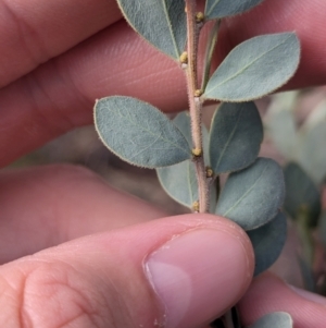 Acacia brachybotrya at Berrigan, NSW - 6 Mar 2024