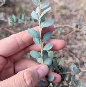 Acacia brachybotrya at Berrigan, NSW - 6 Mar 2024