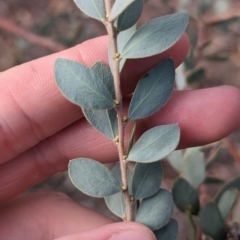 Acacia brachybotrya at Berrigan, NSW - 6 Mar 2024