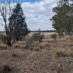 Acacia brachybotrya at Berrigan, NSW - 6 Mar 2024 06:02 PM