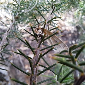 Proteuxoa sanguinipuncta at Watson, ACT - 6 Mar 2024