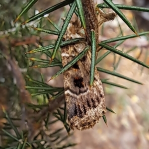 Proteuxoa sanguinipuncta at Watson, ACT - 6 Mar 2024