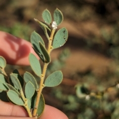 Acacia brachybotrya (Grey Mulga, Grey Wattle) at Berrigan, NSW - 6 Mar 2024 by Darcy