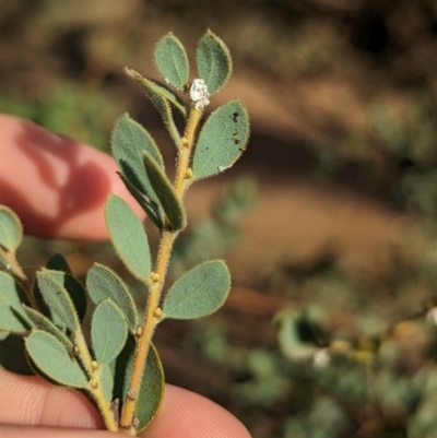 Acacia brachybotrya (Grey Mulga, Grey Wattle) at Berrigan, NSW - 6 Mar 2024 by Darcy