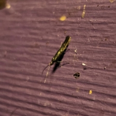 Coleophora alcyonipennella (Clover Case-bearer) at Captains Flat, NSW - 6 Mar 2024 by Csteele4