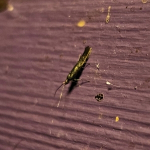 Coleophora alcyonipennella at QPRC LGA - 6 Mar 2024