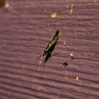 Coleophora alcyonipennella (Clover Case-bearer) at Captains Flat, NSW - 6 Mar 2024 by Csteele4