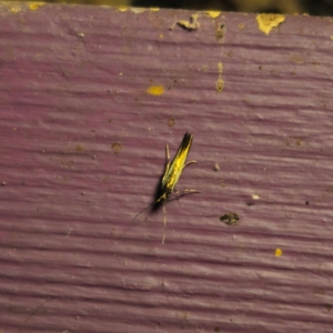 Coleophora alcyonipennella at QPRC LGA - 6 Mar 2024