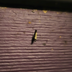 Coleophora alcyonipennella at QPRC LGA - 6 Mar 2024