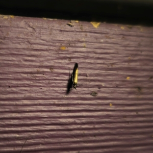 Coleophora alcyonipennella at QPRC LGA - 6 Mar 2024