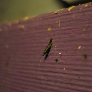 Coleophora alcyonipennella at QPRC LGA - 6 Mar 2024