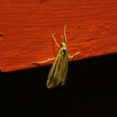 Hednota species near grammellus (Pyralid or snout moth) at Captains Flat, NSW - 6 Mar 2024 by Csteele4