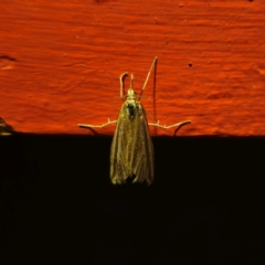 Hednota species near grammellus at QPRC LGA - suppressed