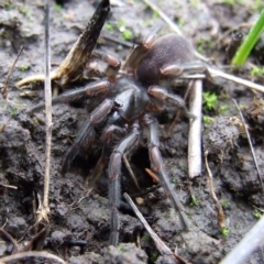 Stanwellia sp. (genus) (Trapdoor Spider) at Reservoir, VIC - 4 Jul 2007 by WendyEM