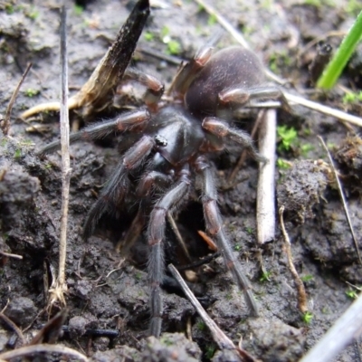 Stanwellia sp. (genus) (Trapdoor Spider) at Reservoir, VIC - 4 Jul 2007 by WendyEM