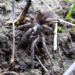 Unidentified Trapdoor, Funnelweb or Mouse spider (Mygalomorphae) at Reservoir, VIC - 4 Jul 2007 by WendyEM