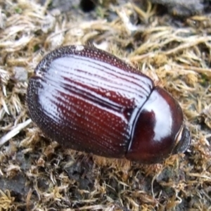 Adoryphorus coulonii at Reservoir, VIC - 4 Jul 2007 11:11 AM
