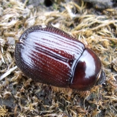 Adoryphorus coulonii (Redheaded pasture cockchafer) at Reservoir, VIC - 4 Jul 2007 by WendyEM