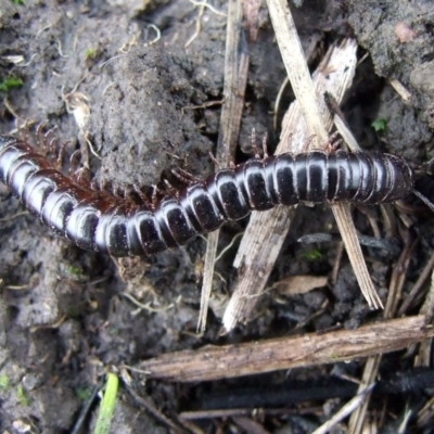 Unverified Millipede (Diplopoda) at Reservoir, VIC - 4 Jul 2007 by WendyEM