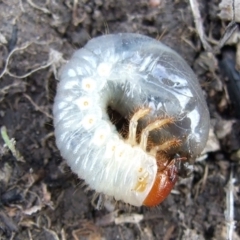 Adoryphorus coulonii (Redheaded pasture cockchafer) at Reservoir, VIC - 4 Jul 2007 by WendyEM