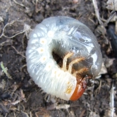 Unidentified Scarab beetle (Scarabaeidae) at Reservoir, VIC - 4 Jul 2007 by WendyEM