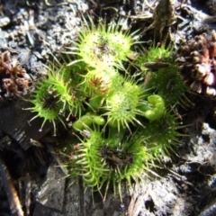 Drosera sp. (A Sundew) at Reservoir, VIC - 6 Mar 2024 by WendyEM