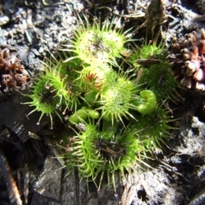 Drosera sp. at Reservoir, VIC - 6 Mar 2024 11:29 PM