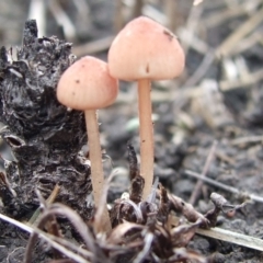 Mycena sp. (genus) (Mycena) at Reservoir, VIC - 4 Jul 2007 by WendyEM