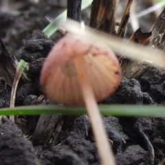 Mycena sp. (genus) at Reservoir, VIC - 4 Jul 2007 01:07 PM