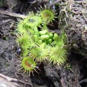 Drosera sp. at Reservoir, VIC - 4 Jul 2007 01:09 PM