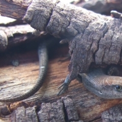 Unidentified Skink at Brunswick East, VIC - 15 Sep 2007 by WendyEM
