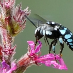 Thyreus caeruleopunctatus (Chequered cuckoo bee) at ANBG - 5 Mar 2024 by DonTaylor