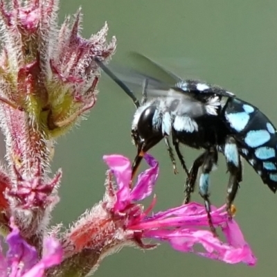 Thyreus caeruleopunctatus (Chequered cuckoo bee) at ANBG - 6 Mar 2024 by DonTaylor