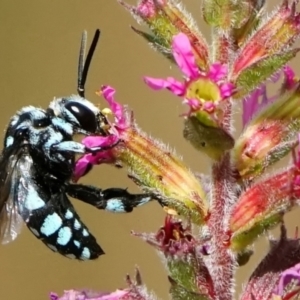 Thyreus caeruleopunctatus at ANBG - 6 Mar 2024