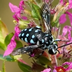 Thyreus caeruleopunctatus at ANBG - 6 Mar 2024