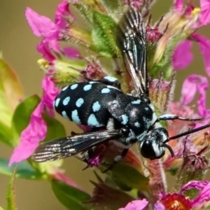 Thyreus caeruleopunctatus at ANBG - 6 Mar 2024