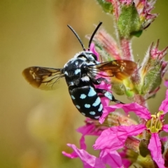 Thyreus caeruleopunctatus at ANBG - 6 Mar 2024