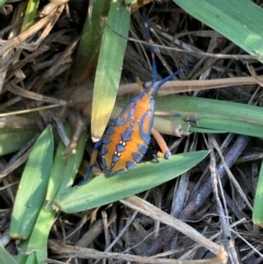 Amorbus alternatus (Eucalyptus Tip Bug) at Campbell, ACT - 6 Mar 2024 by SilkeSma