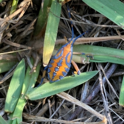 Amorbus alternatus (Eucalyptus Tip Bug) at Campbell, ACT - 6 Mar 2024 by SilkeSma