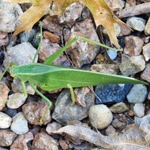 Caedicia simplex at Sullivans Creek, Lyneham South - 7 Mar 2024