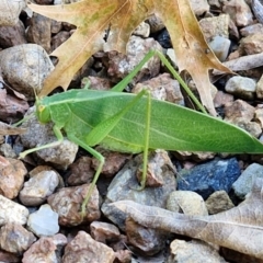 Caedicia simplex at Sullivans Creek, Lyneham South - 7 Mar 2024