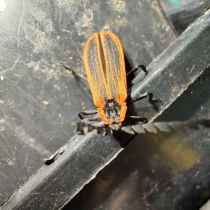 Porrostoma sp. (genus) at QPRC LGA - 7 Mar 2024