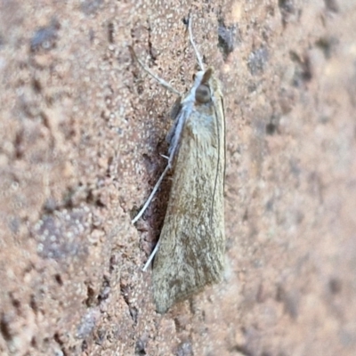 Achyra (genus) (Unidentified Achyra) at Sullivans Creek, Lyneham South - 7 Mar 2024 by trevorpreston