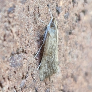 Achyra (genus) at Sullivans Creek, Lyneham South - 7 Mar 2024