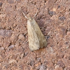 Achyra (genus) at Sullivans Creek, Lyneham South - 7 Mar 2024