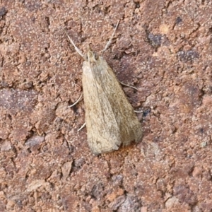 Achyra (genus) at Sullivans Creek, Lyneham South - 7 Mar 2024