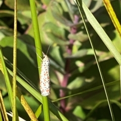 Utetheisa (genus) (A tiger moth) at Bellmount Forest, NSW - 6 Mar 2024 by Trillian