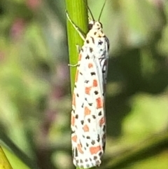 Utetheisa (genus) at Bellmount Forest, NSW - suppressed