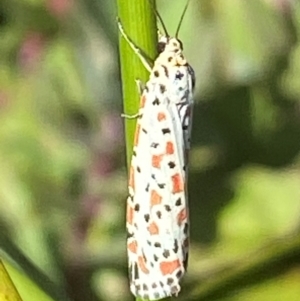 Utetheisa (genus) at Bellmount Forest, NSW - suppressed